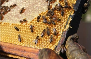 La propolis et ses bienfaits