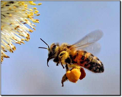 abeiile-chargée-de-pollen