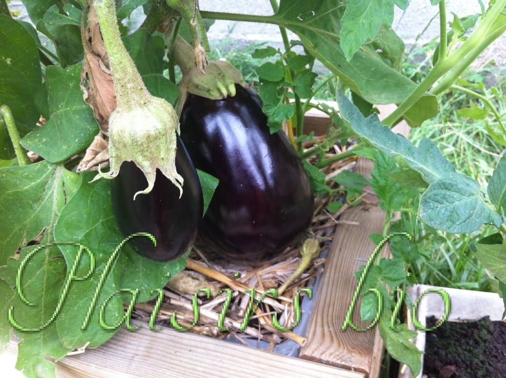Plantation aubergine